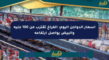 أسعار الدواجن اليوم: الفراخ تقترب من 100 جنيه والبيض يواصل ارتفاعه